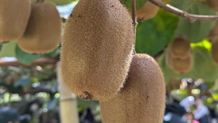 キウイ＆フェイジョア収穫