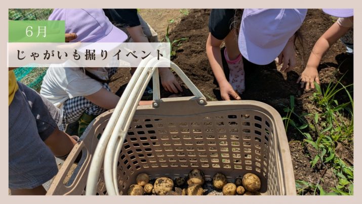 【体験レポート】じゃがいも掘りイベント