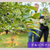 【体験レポート】ブルーベリーイベント