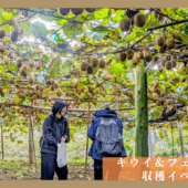 【体験レポート】キウイ&フェイジョア収穫イベント