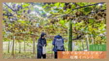 【体験レポート】キウイ&フェイジョア収穫イベント