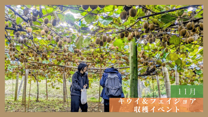 【体験レポート】キウイ&フェイジョア収穫イベント